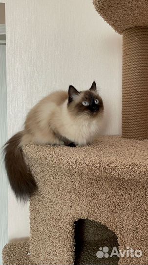 Домик для кота большой