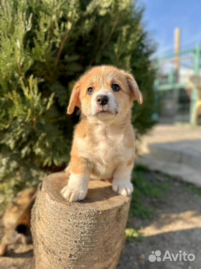 Щенки вельшкорги Пемброк.документы РКФ