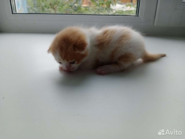 Котенок мальчик бесплатно