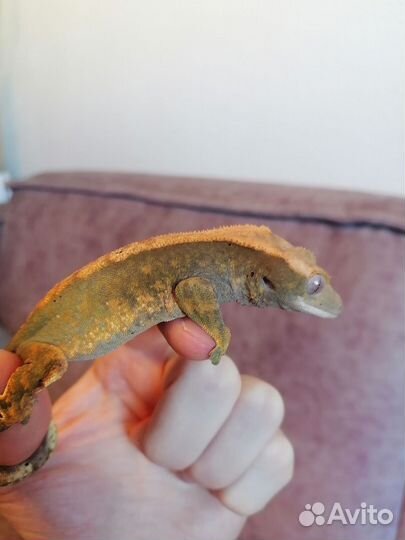 Реснитчатый бананоед