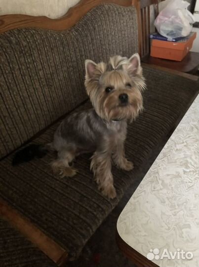 Йоркширский терьер вязка