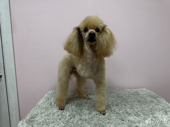 Груминг собак