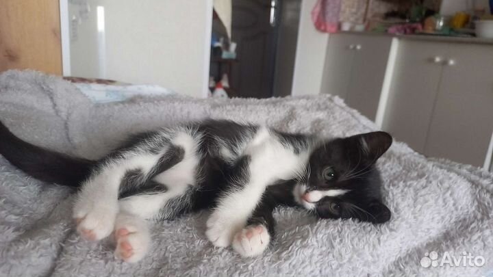 Малыш Сибиряк ищет заботливых родителей