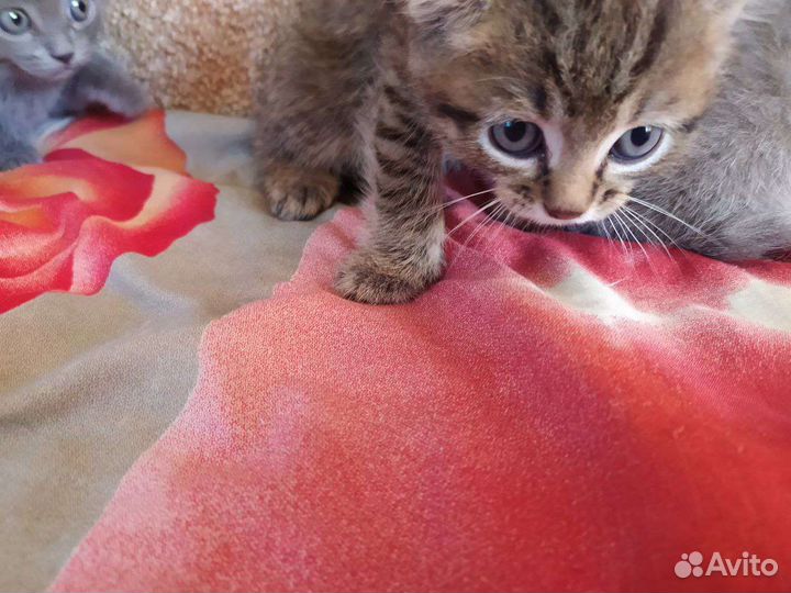 Отдам котят в добрые руки