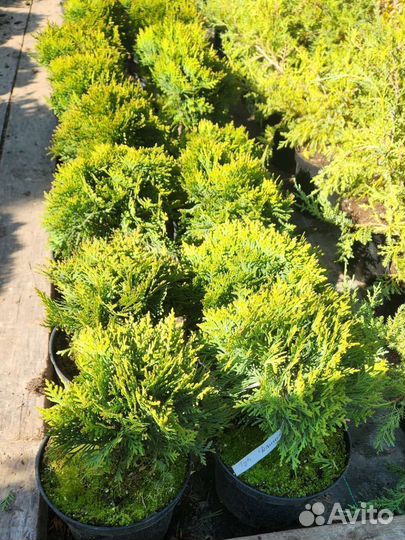 Туя шаровидная Даника, глобоза, вудварди