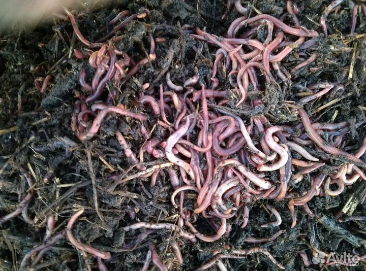 Червь калифорнийский