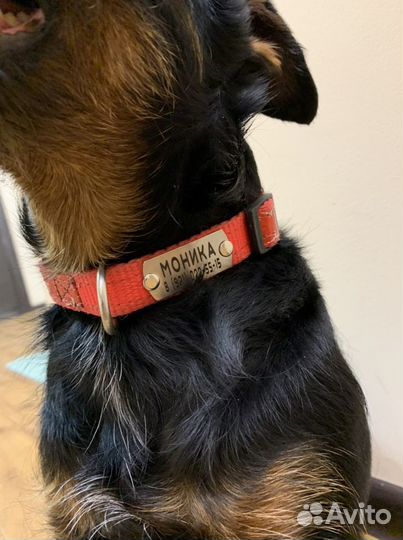 Бирка на ошейник для домашних животных