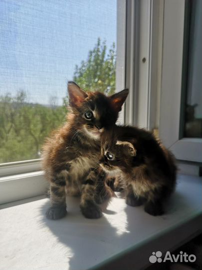 Котята мейн-кун