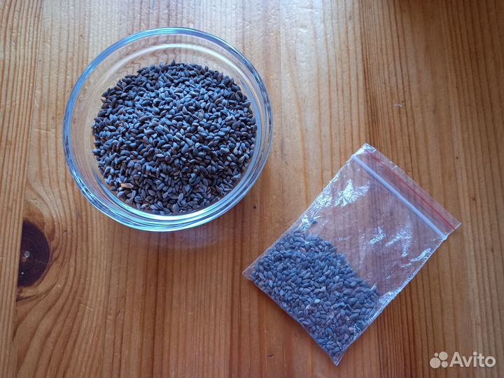 Семена сосны, ели сибирской