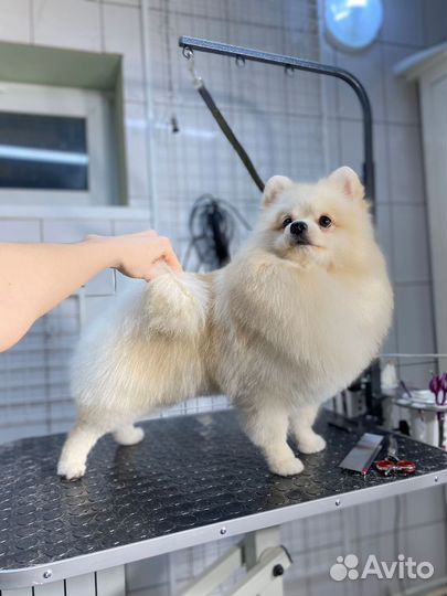 Померанский шпиц вязка