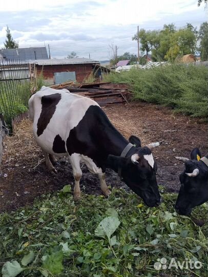 Коровы дойные