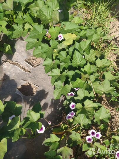 Семена батата (Ипомея Батат)