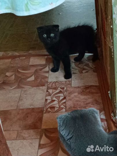Черный котенок