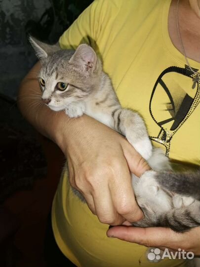 Кошки в добрые руки