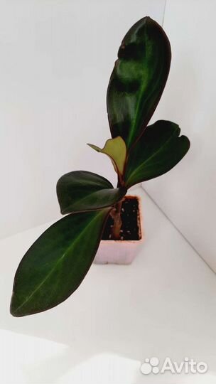 Традесканция,каллизия,пеперомии