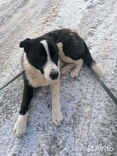 Щенок - подросток ищет своего человека