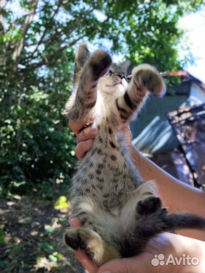 Кошка в дар бесплатно