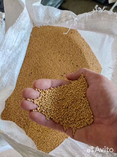 Горчица белая семена (Очищенная, 2023г.)