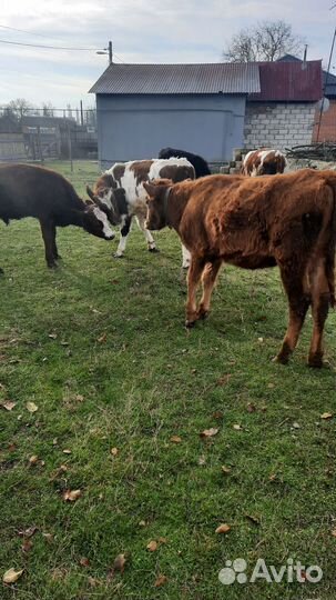 Бычки и нетели
