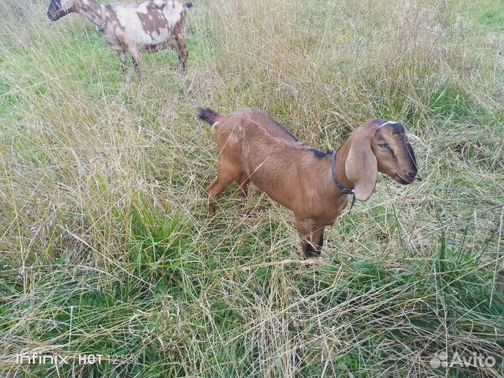 Англо нубийские козочка