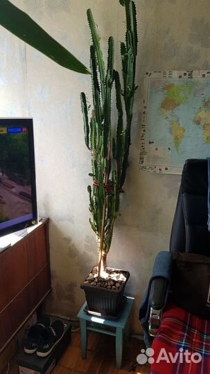 Кактус большой малочай(1м 50см.) 23 года