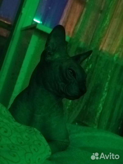 Донской сфинкс бесплатно