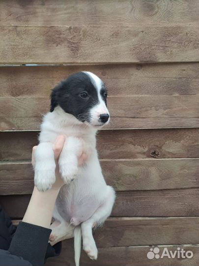 Щенки бесплатно