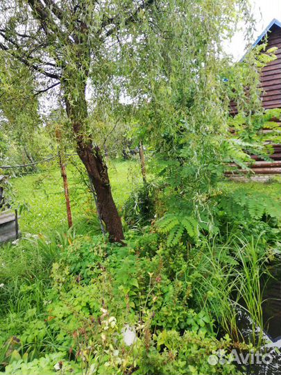 Ива извилистая свердловская