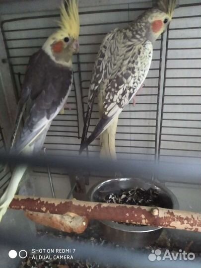 Продам выкормышей нифмы- кореллы