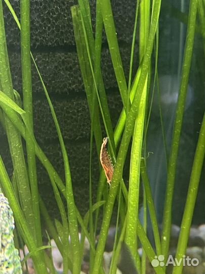 Аквариумные креветки и растения