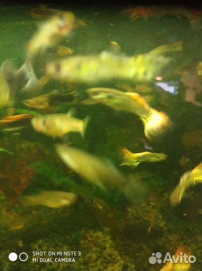 Аквариумные рыбки гуппи