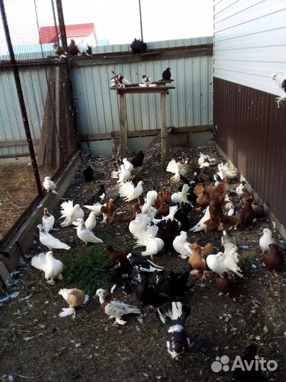 Продажа голубей