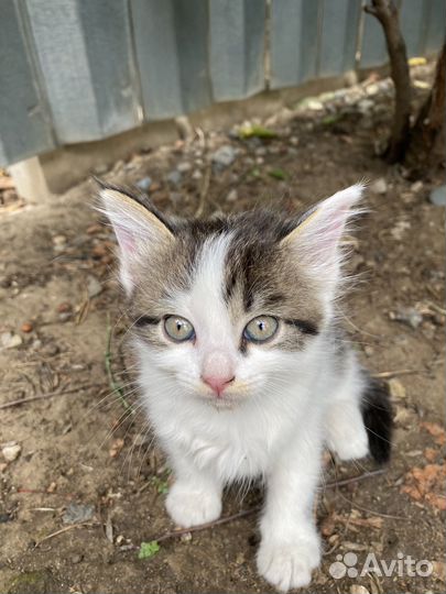 Котята в добрые руки бесплатно