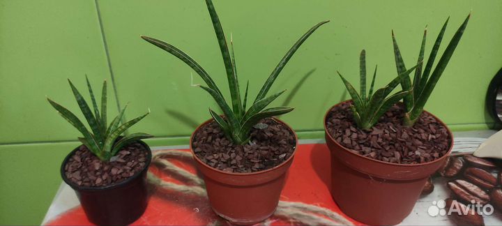 Сансевиерии разные