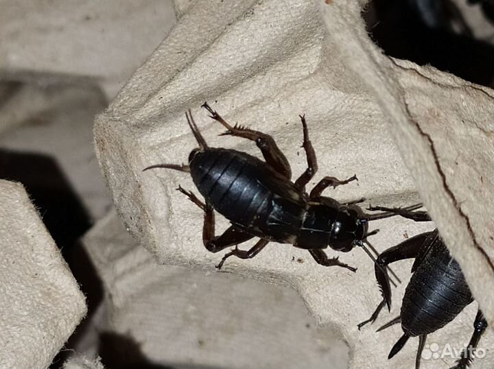 Кормовые объекты. Сверчки двупятнистые, банановы