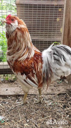 Куры Америукана инкубационое яйцо, Цыплята