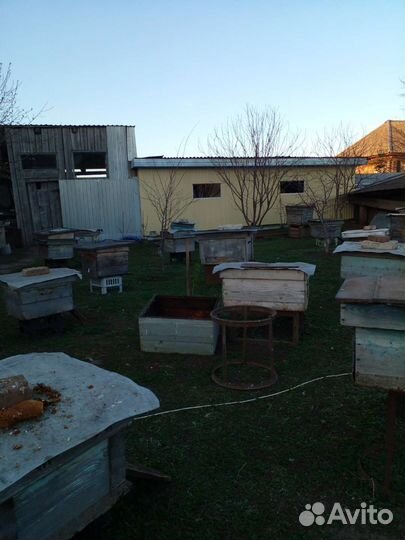 Продам пасеку