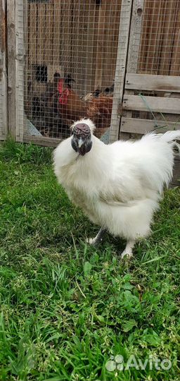 Кша инкубационное яйцо