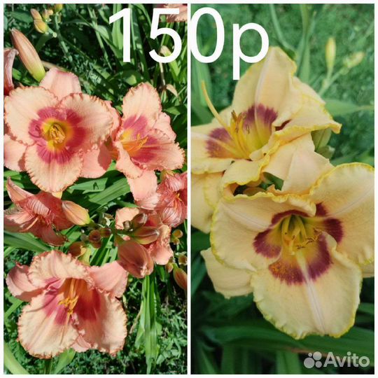 Многолетники, комнатные цветы