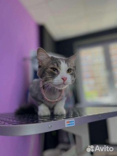 Кошка в дар бесплатно