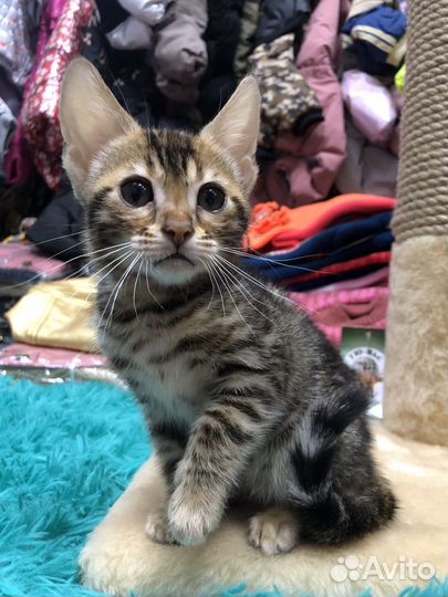 Бенгальские котята