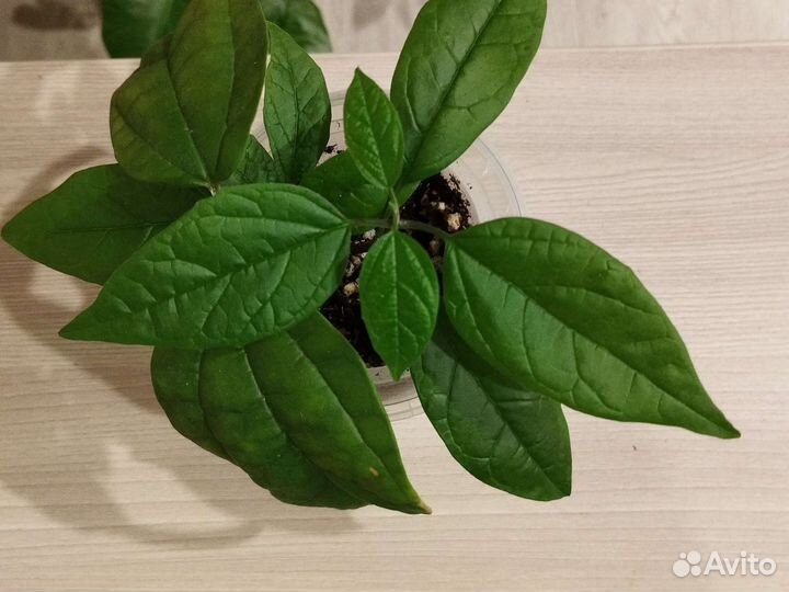 Комнатные растения бесплатно