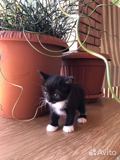 Котята 1 месяц в добрые руки