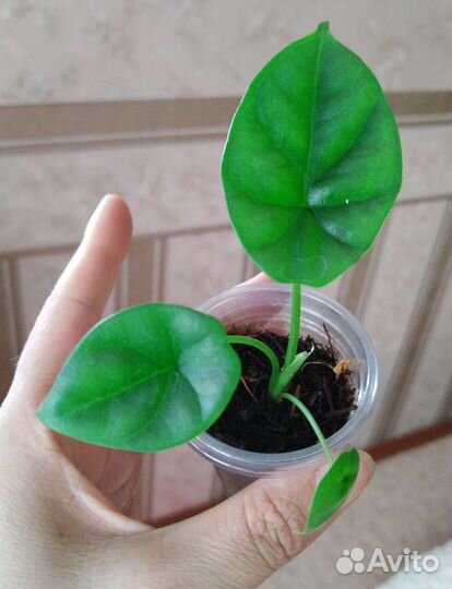 Алаказии, Аглонемы, Антуриум