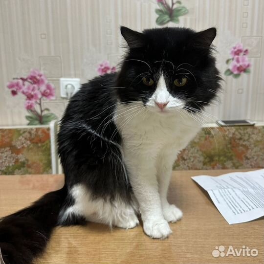 Отдам даром Кота