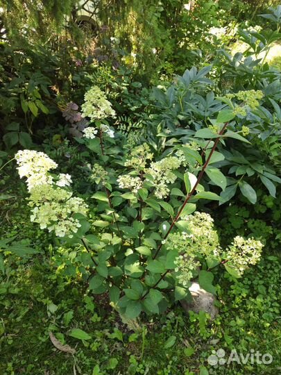 Гортензия самарская лидия