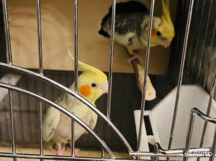 Попугай корелла с клеткой