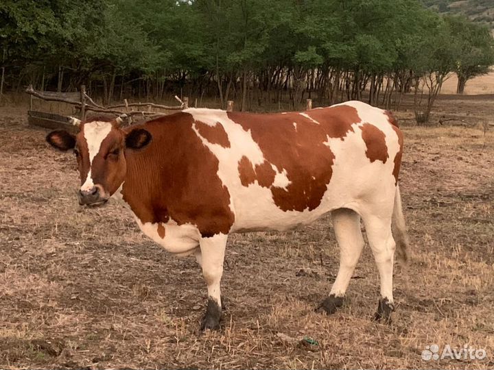 Айширская порода и красностепная