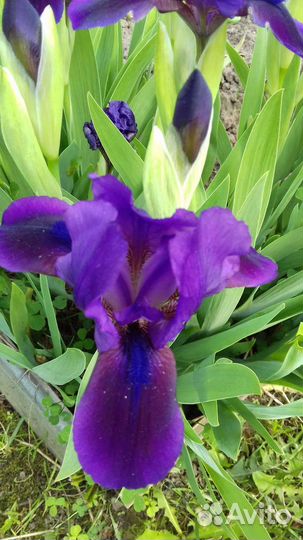 Садовые цветы,пионы