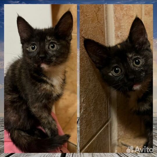 Милый котенок в добрые руки